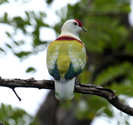 Ptilinopus chalcurus
